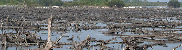 miles-of-mangrove-trees