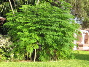 grow a moringa tree