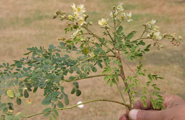 Beyond the Miracle: Moringa's Practical Applications