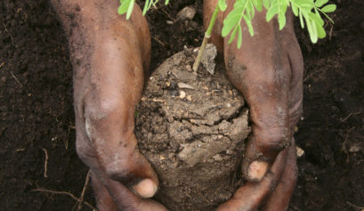 Reforestation in Haiti