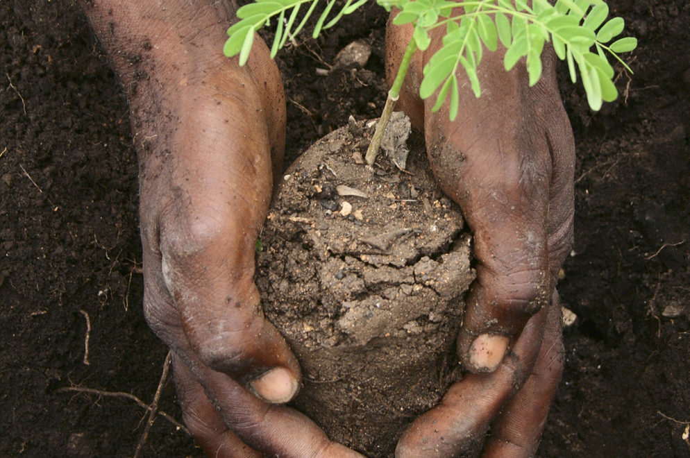 Reforestation in Haiti