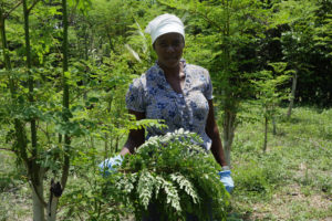 Photo of a woman farmer in Haiti harvesting moringa leaves