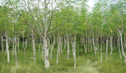 Haiti for resilience