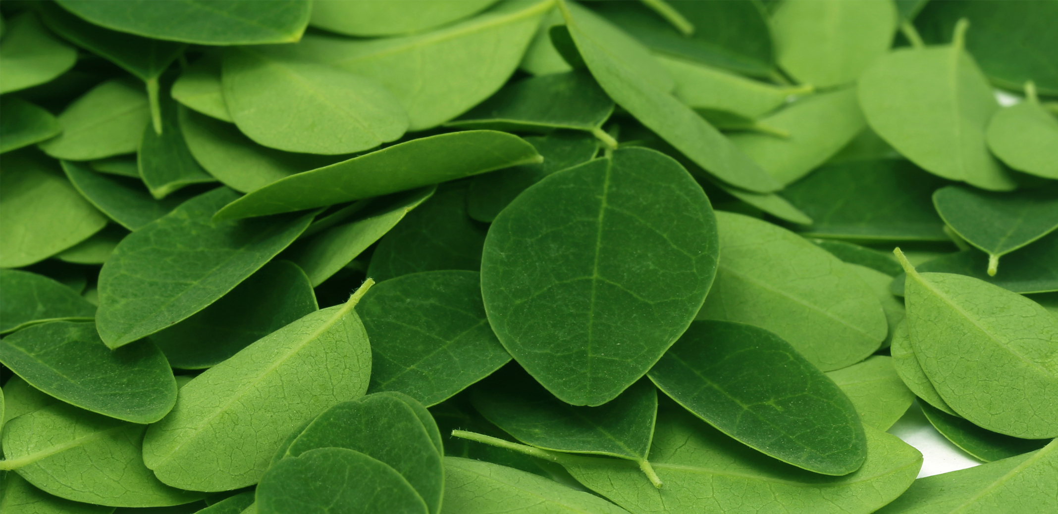 What Are The Benefits Of Moringa? - Kuli Kuli Foods