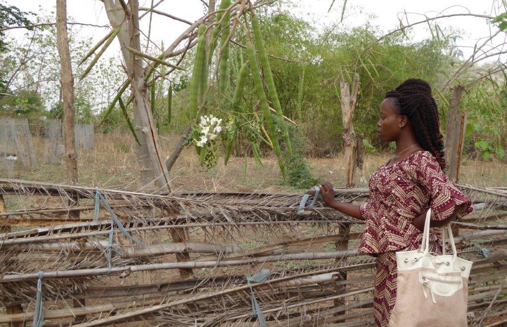 moringa seeds