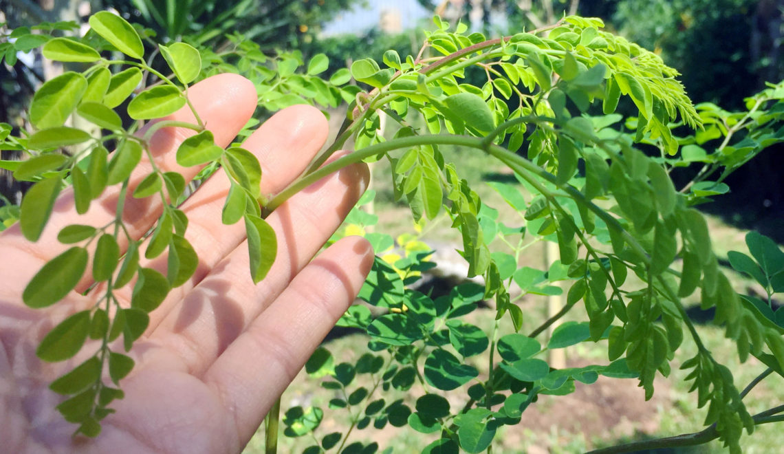 How Often Should I Eat Moringa? - Kuli Kuli Foods