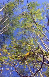 Moringa Trees