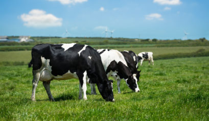 How your diet impacts the environment