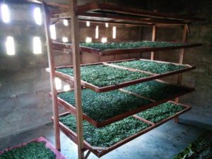Moringa Processing in Benin - drying racks