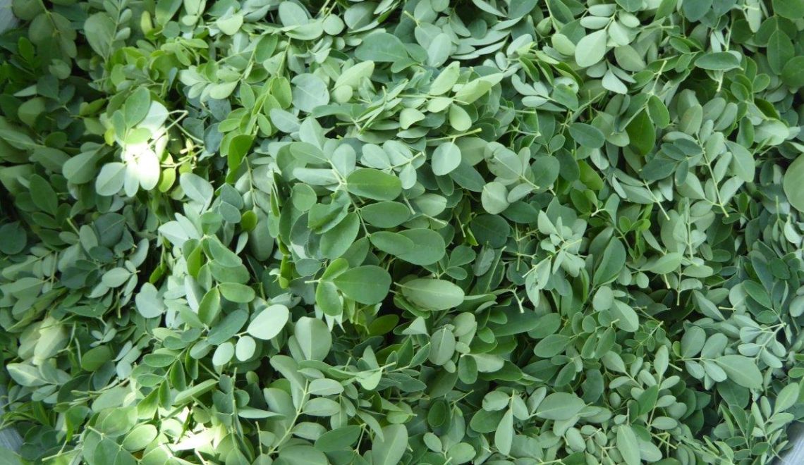 3 Ways to Tell if Your Moringa is Good Quality