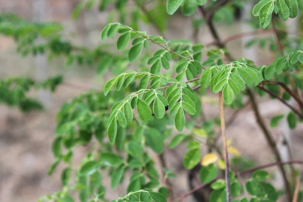 How Much Moringa is Enough? - Kuli Kuli Foods