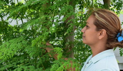 moringa supply chains ethical purchasing