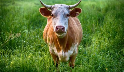 plant-based lifestyle benefits