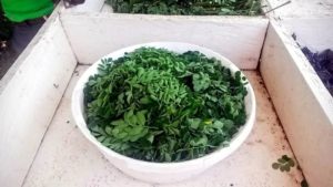 green moringa leaves in bowl