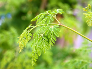 Moringa plant
