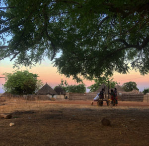 Moringa Tree in Senegal
