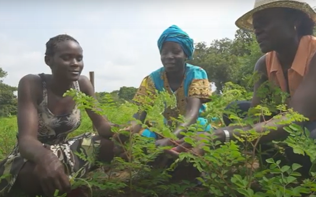  women practicing sustainable and community-boosting agriculture, harvesting moringa leaves